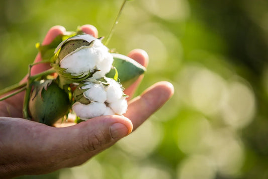 Organic cotton is more sustainable