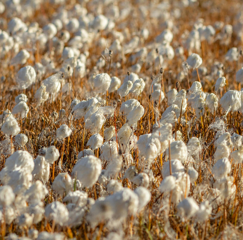Why organic cotton changes everything